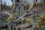 Noord-Italië: vorst verwoest grote delen van fruitoogst